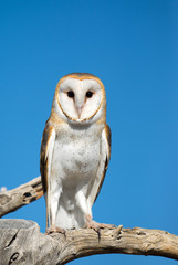 Barn Owl with Blue Sky Background