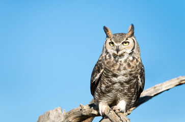 Great Horned Owl