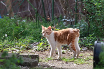 庭を歩く仔猫