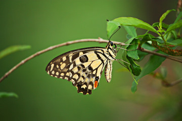 Blue butterfly fly in morning nature.