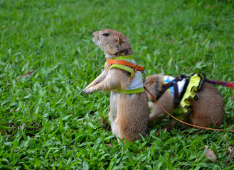 Prairie dog on lawn in summer