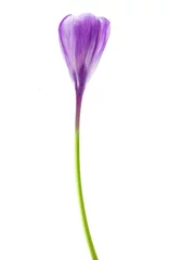 Zelfklevend Fotobehang Krokussen Lente bloem paarse krokus geïsoleerd op een witte achtergrond.