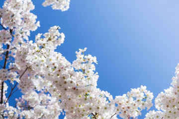 White cherry tree blossoms in spring, blue sky background