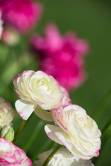 White and pink ranunculus flowers blooming in spring