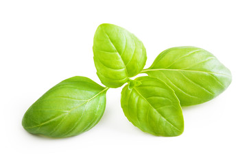 Basil leaves spice closeup isolated on white background.