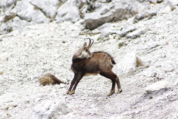 Chamois(Rupicapra rupicapra)