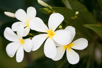 flower of Frangipani or Plumeria or Templetree