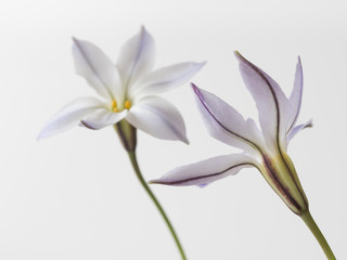 Obraz premium 星型の花ハナニラ