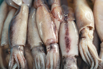 Obraz premium Fresh squid in the market