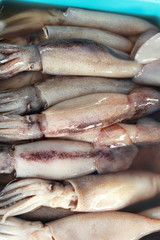 Fresh squid in the market