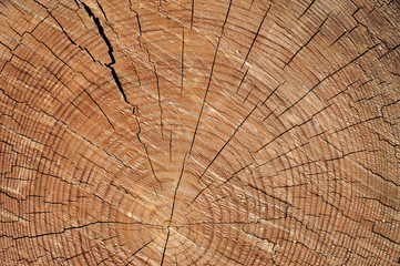 Fototapeta premium Drewniane cięcie