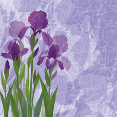 Flowers iris for holiday design