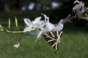 papillon fleur ecaille chinée butterfly on flower