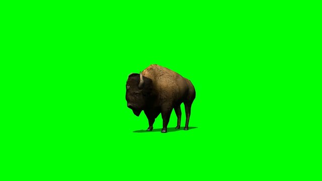 American Bison in motion - green screen