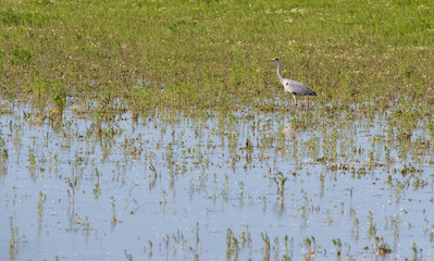 Great Grey Heron (Ardea cinerea)