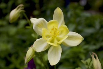 Fototapeta na wymiar ancolie fleur Aquilegia Colorado Columbine Flower