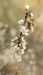 Blühender Schlehdorn / Flowering sloe