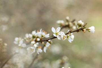 Blühender Schlehdorn / Flowering sloe