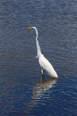photography of a white heron in beach