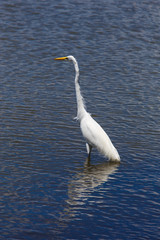 Obraz premium photography of a white heron in beach