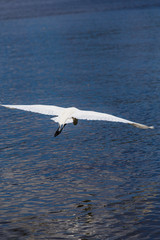 photography of a white heron in beach