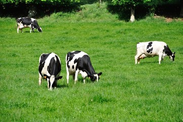 Cows in meadows