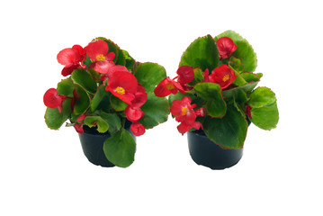Begonia semperflorens in a pot on a white background
