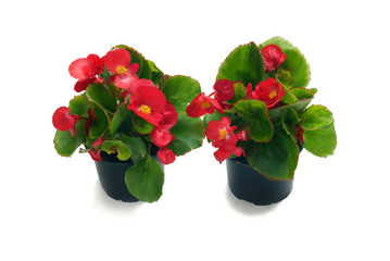 Begonia semperflorens in a pot on a white background