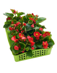 Begonia semperflorens in a basket