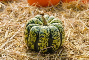 apanese pumpkin on ground with dry straw