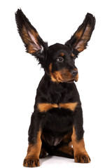 Young gordon setter puppy on white background