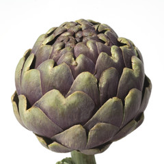 Fototapeta premium Artischocke; Cynara, scolymus;