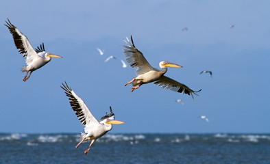 Fototapeta na wymiar wielkie pelikany startu z powierzchni morza
