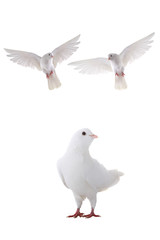 flying dove