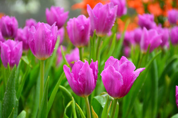 Obraz premium Purple Tulips in Garden