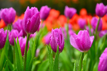 Purple Tulips in Garden