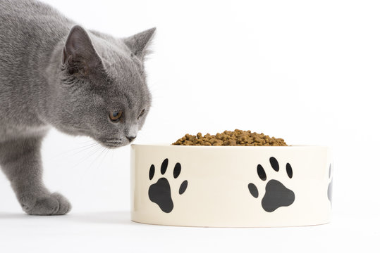 Katze beim Fressen / Trockenfutter für Katzen