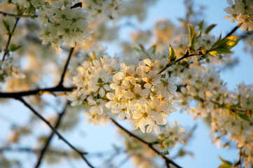 blossom apple tree at sun set