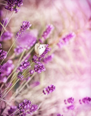 White butterfly on lavender