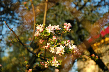 blossom apple tree at sun set