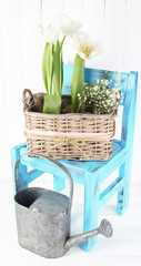 Beautiful tulips on blue chair on color wooden background