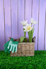 Beautiful tulips in wicker basket,