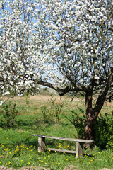 WIOSNA W OGRODZIE