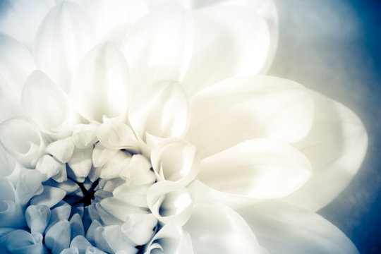 Flower, photo in vintage style