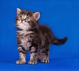 Obraz premium Cautious kitten