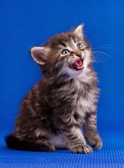 Cautious kitten