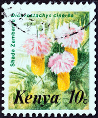 Shada Zambarau, Dichrostachys cinerea (Kenya 1983)