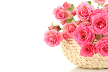 Beautiful small pink roses, isolated on white