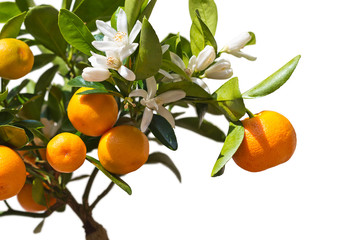 Tangerines on the tree.