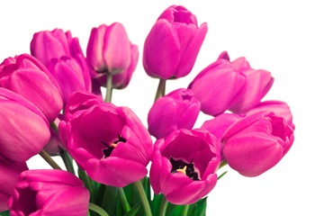 Obraz premium Pink Tulip Bouquet